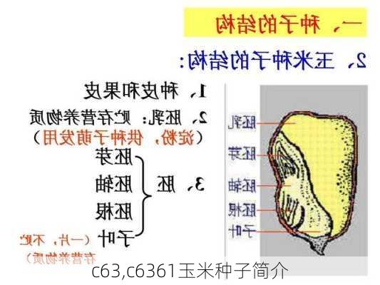 c63,c6361玉米种子简介