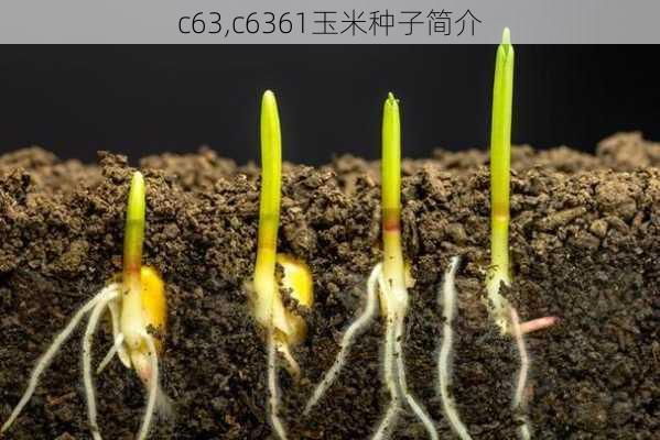 c63,c6361玉米种子简介